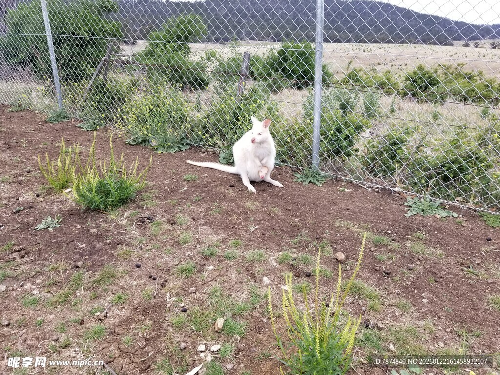 院子里漫步的白色母鸡