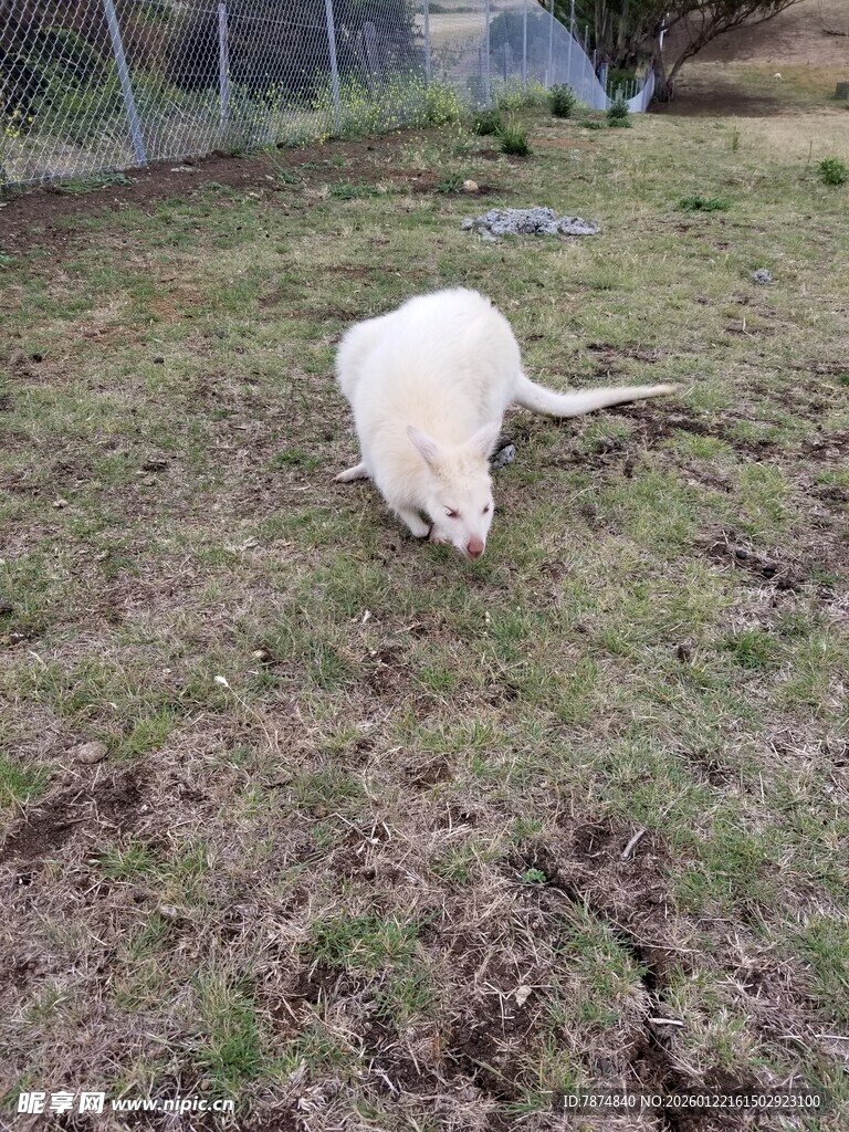 草地上的白色狗狗