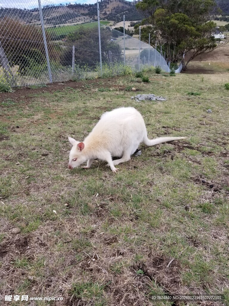 草地上的白色袋鼠