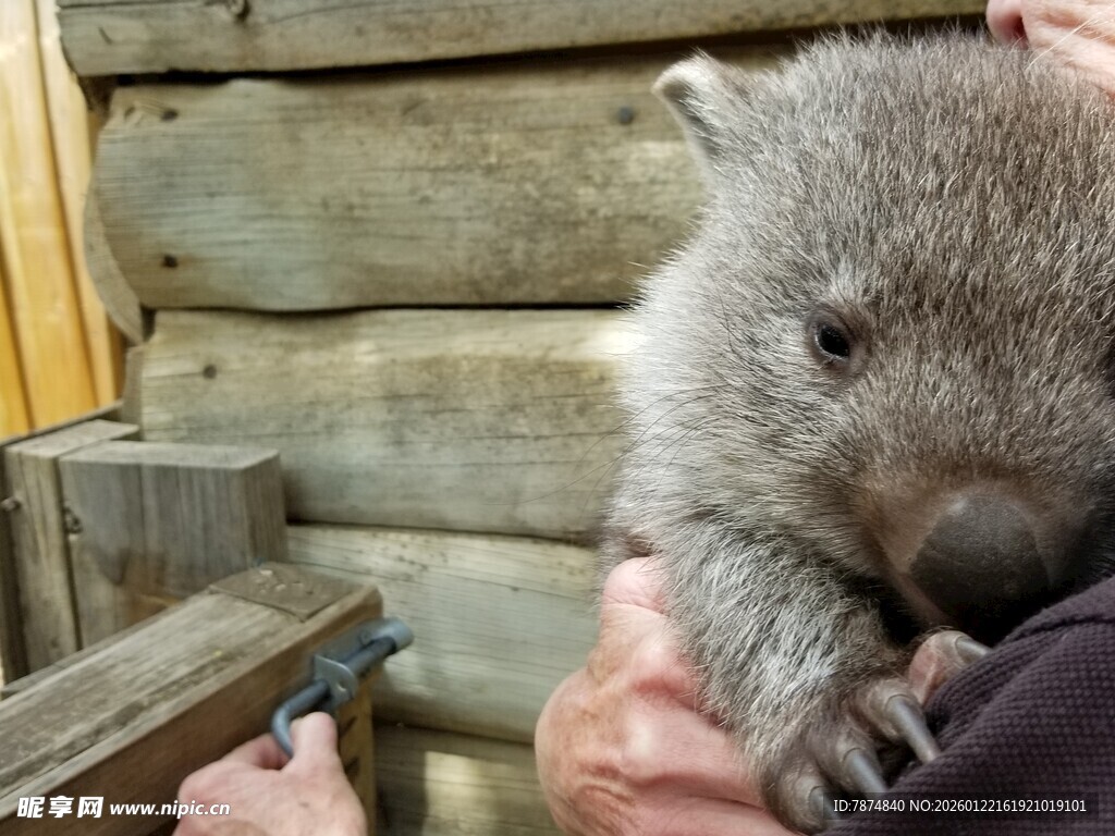 可爱袋熊被温柔捧在手中
