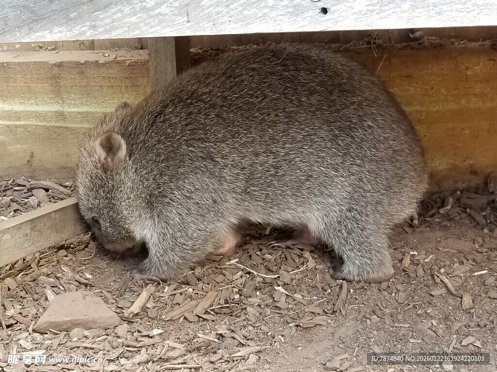 木棚下嗅探的灰色小动物