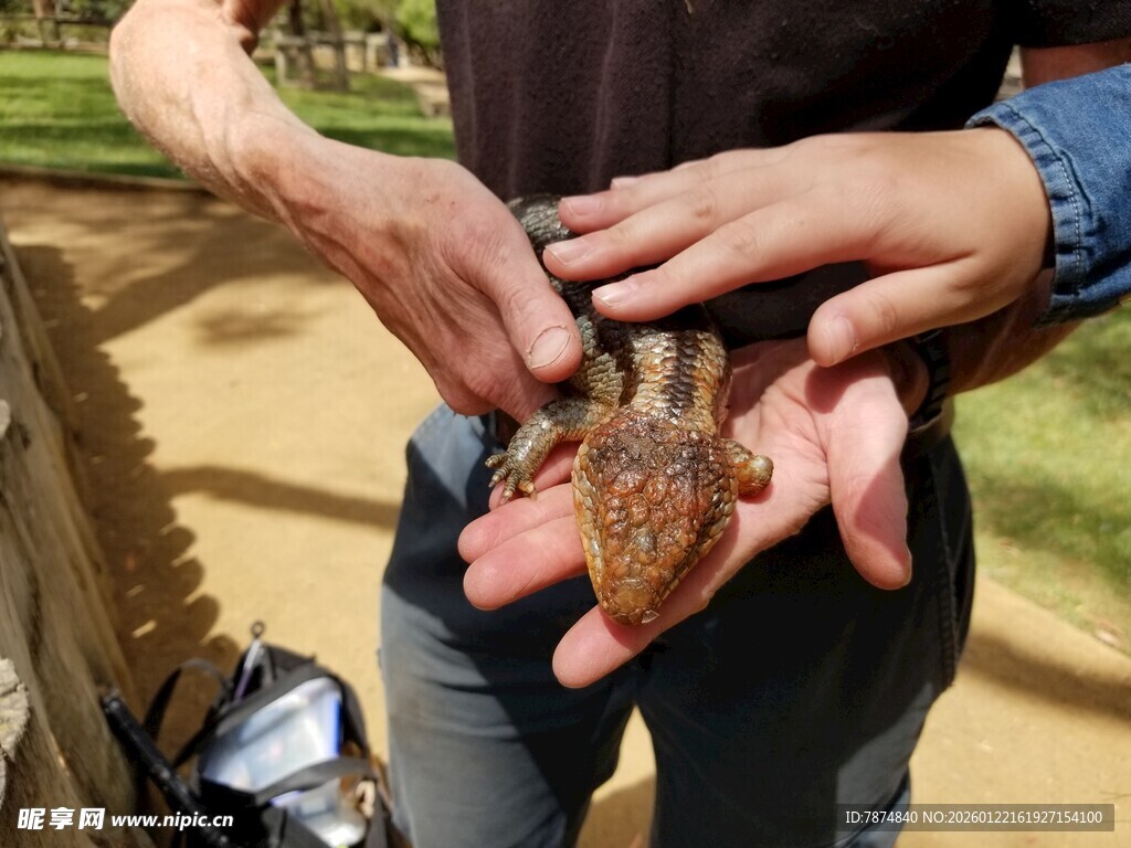 手捧可爱小蜥蜴