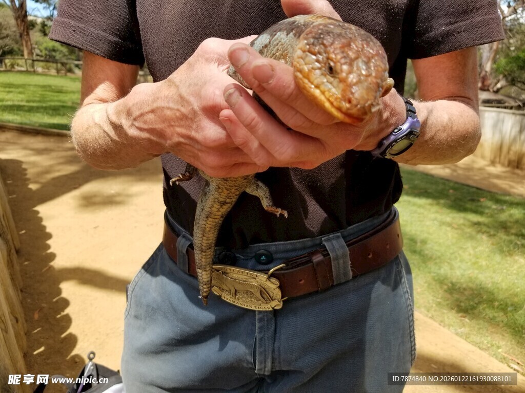 男子手中的奇特蜥蜴