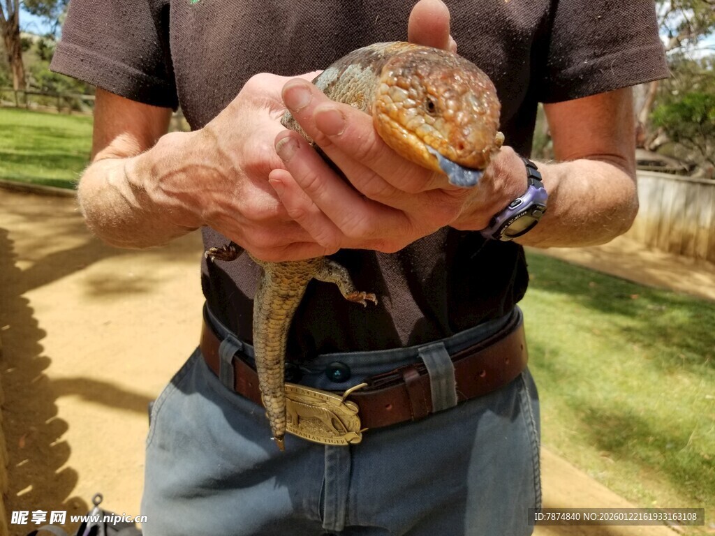 男子手持色彩斑斓的蜥蜴
