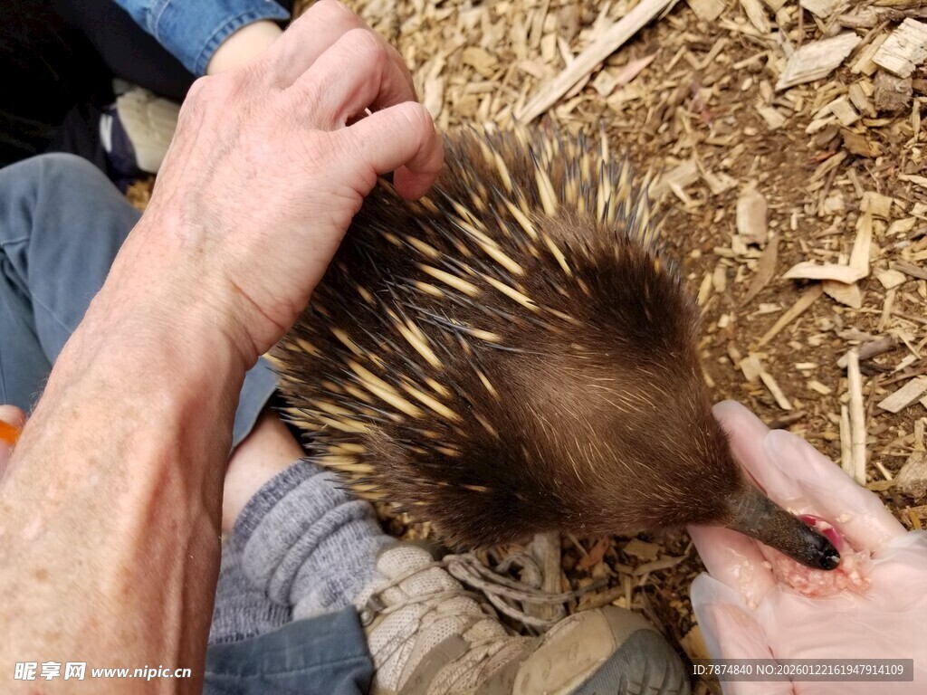 抚摸刺猬的温馨瞬间