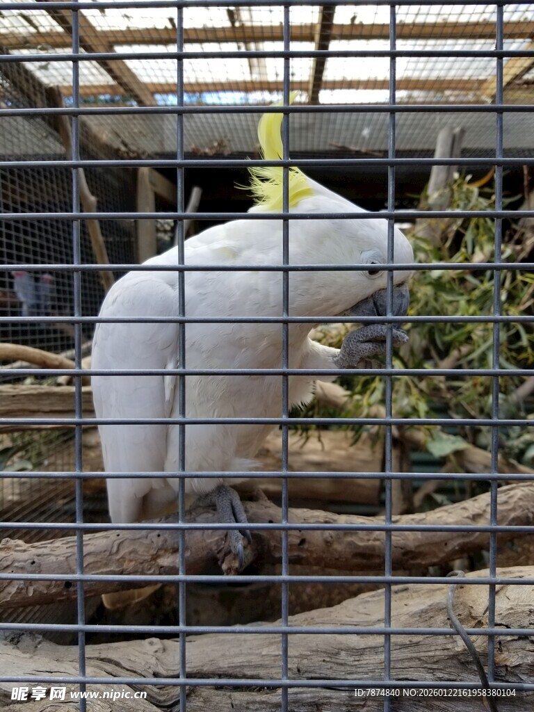 笼中白鹦鹉进食