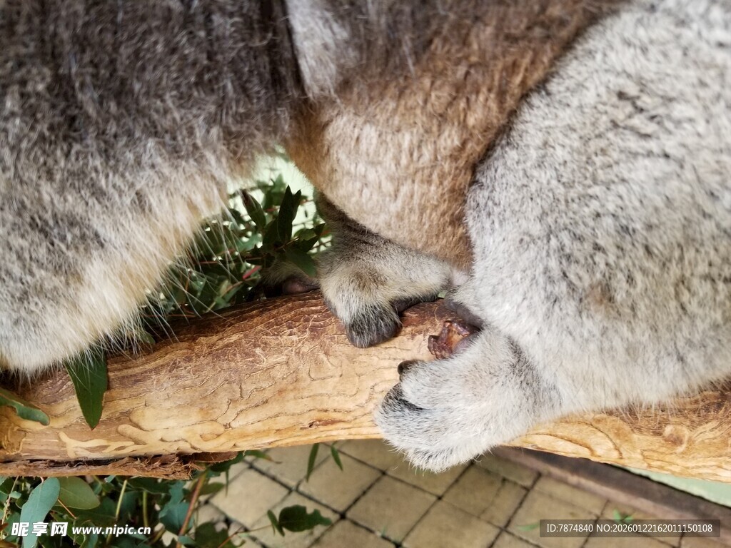 考拉爪子特写