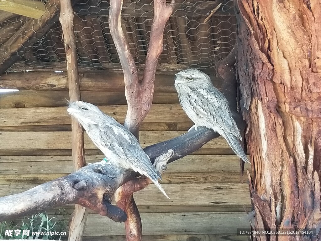 树枝上停歇的两只小鸟