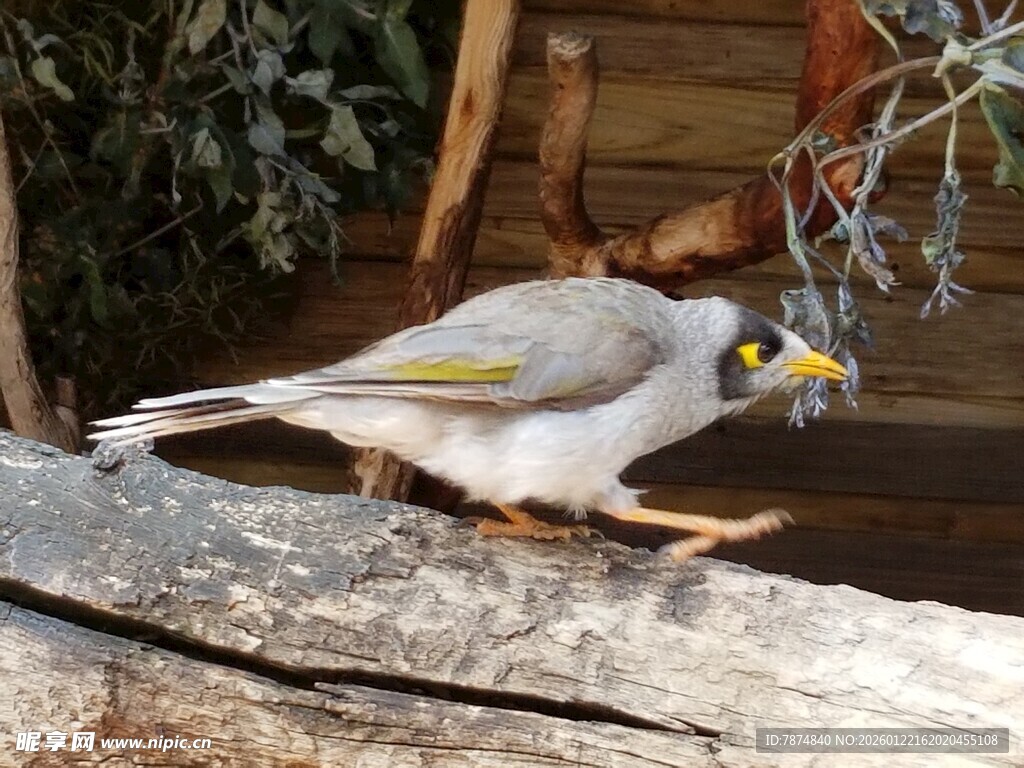 黄头小鸟立于木上