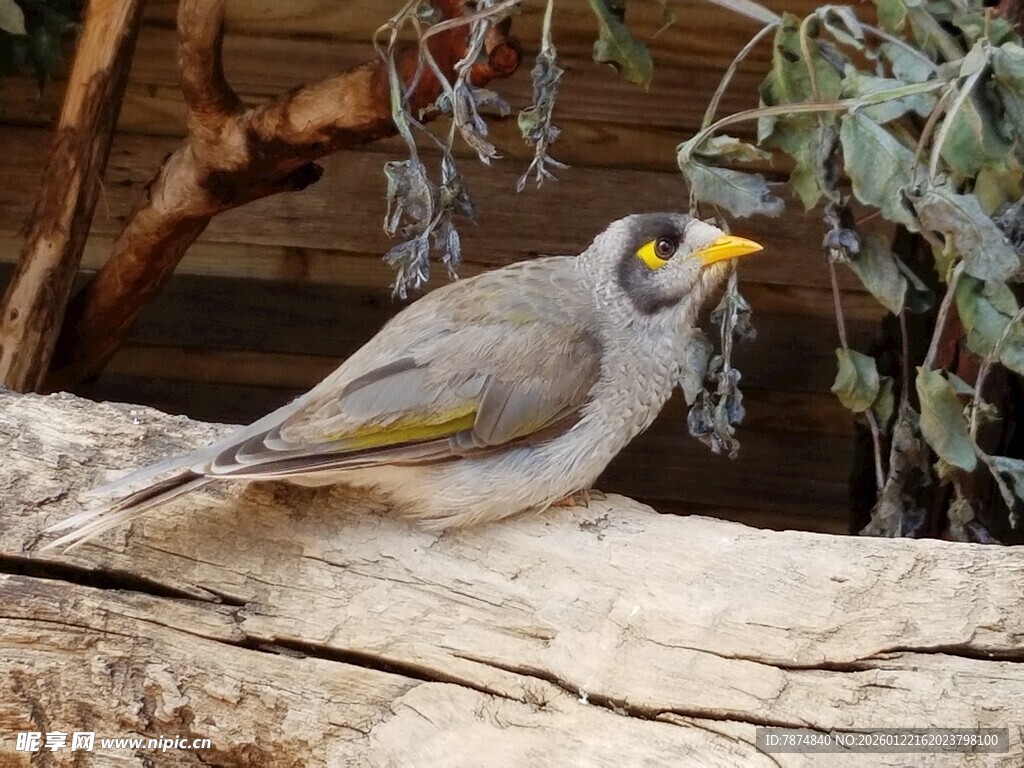 枝头黄眼灰鸟特写