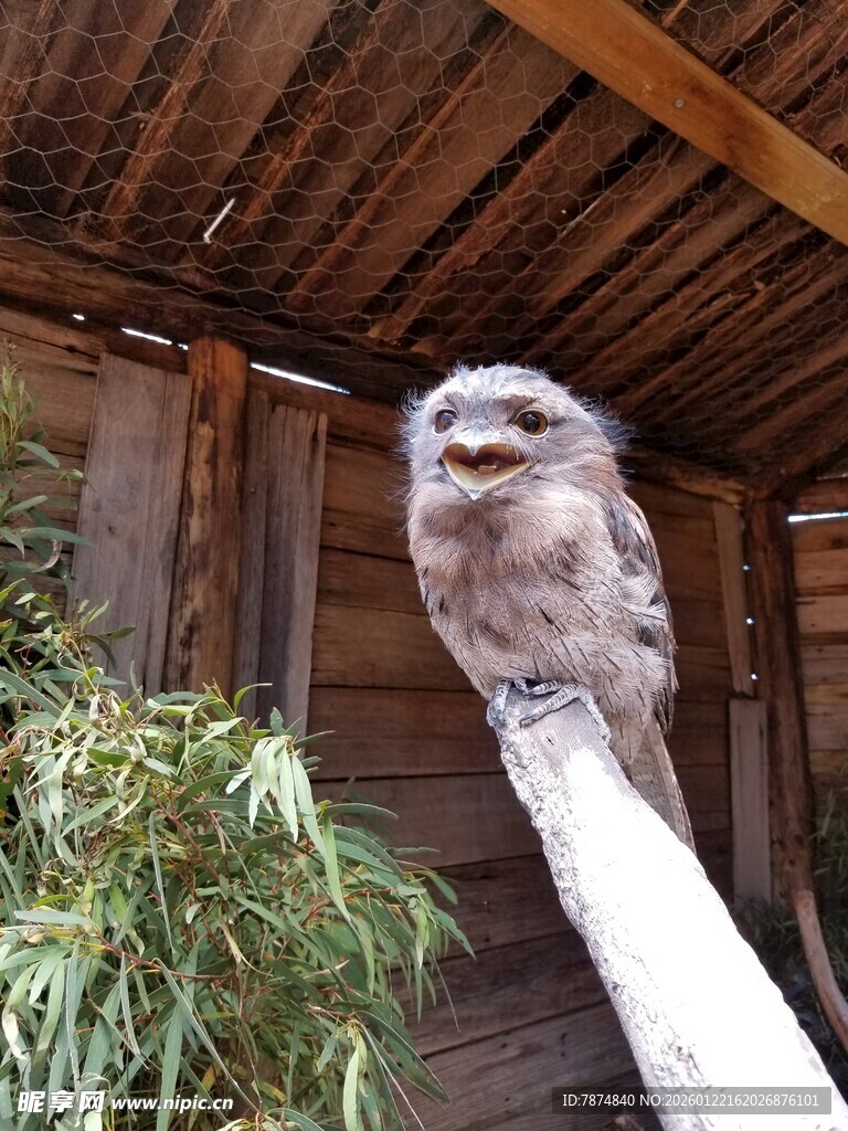 猫头鹰栖息于木杆上