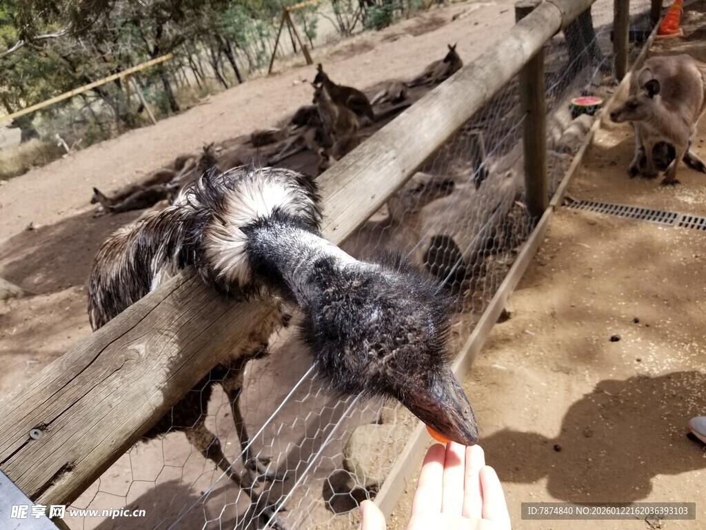 鸵鸟低头与人互动画面