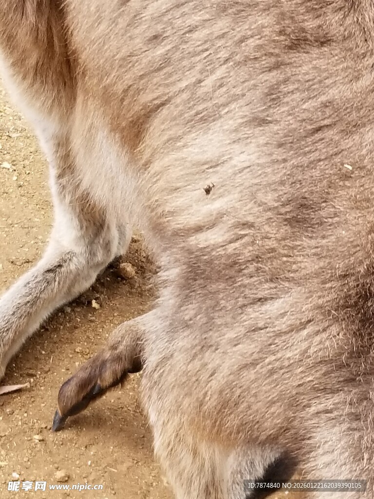 袋鼠特写