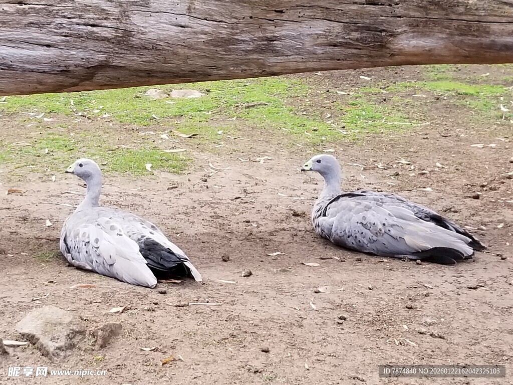 两只灰鸟于地面休憩