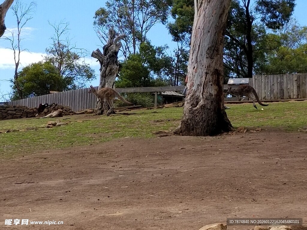 乡村树下的宁静户外场景