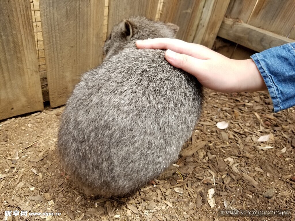 抚摸灰毛豚鼠的温馨瞬间