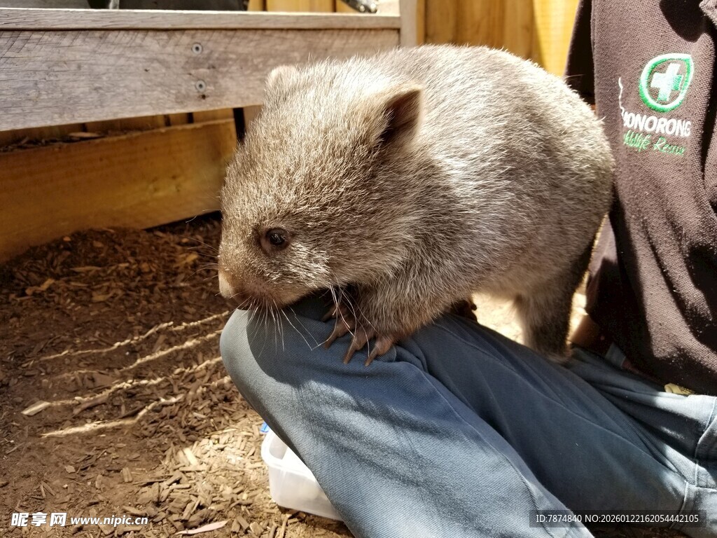 人与袋熊亲密接触瞬间
