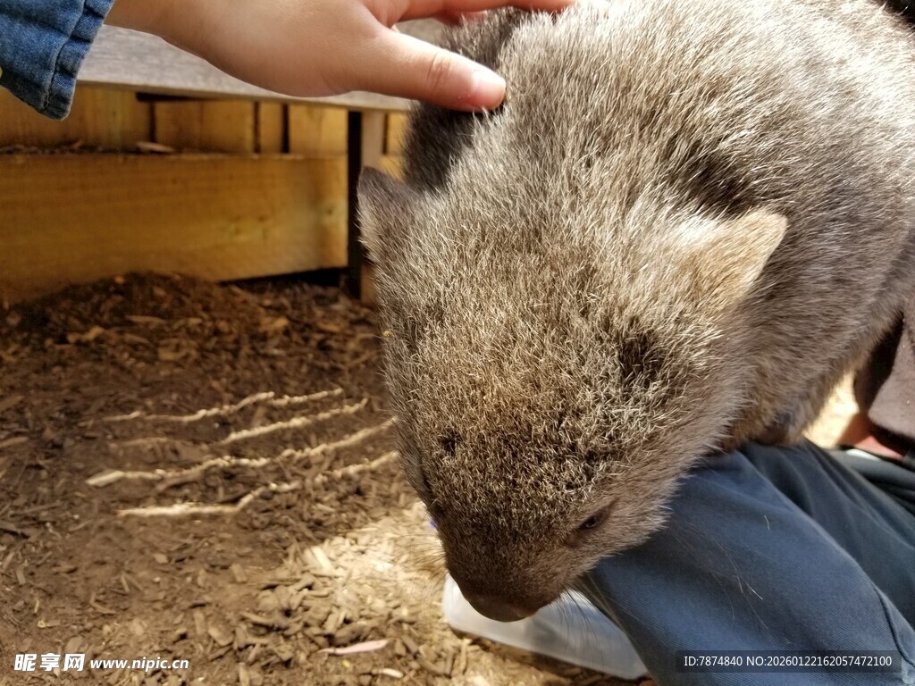 抚摸袋熊的温馨瞬间