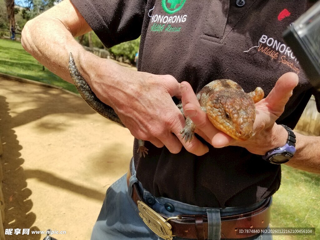 男子手持可爱蜥蜴