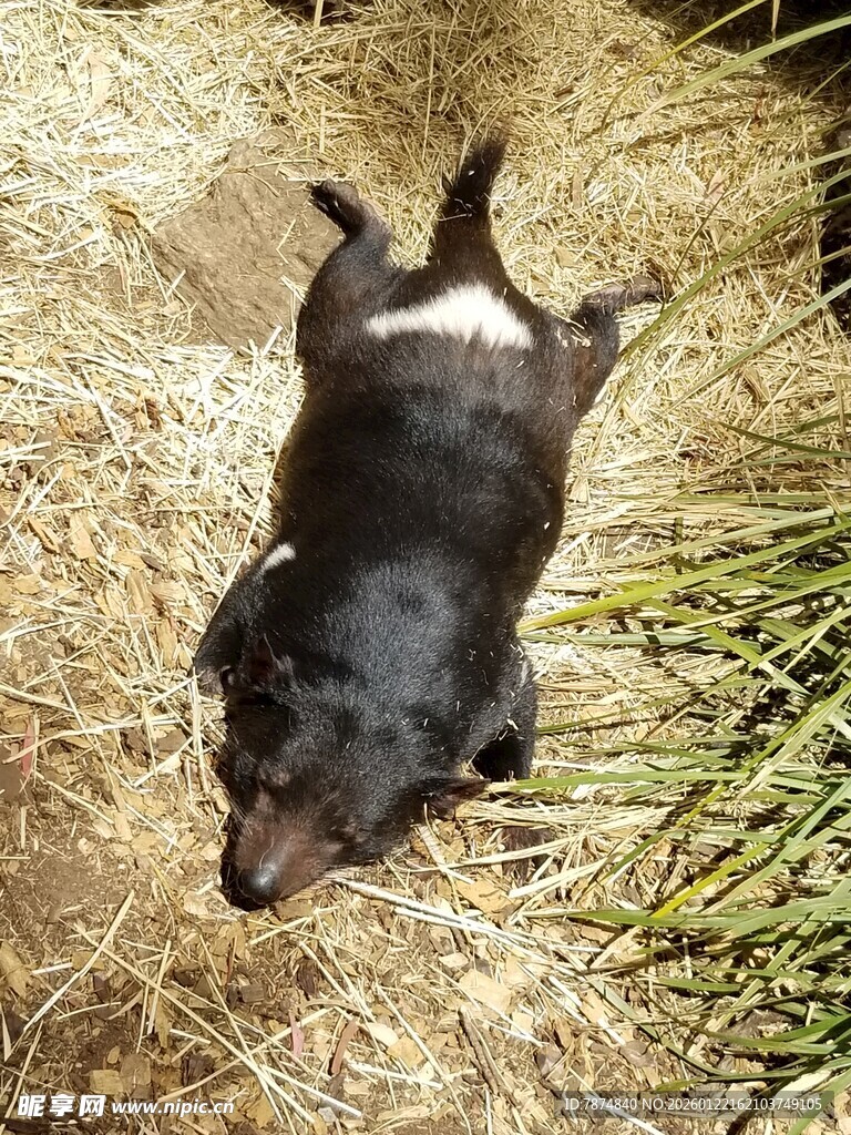 趴着的黑色小狗