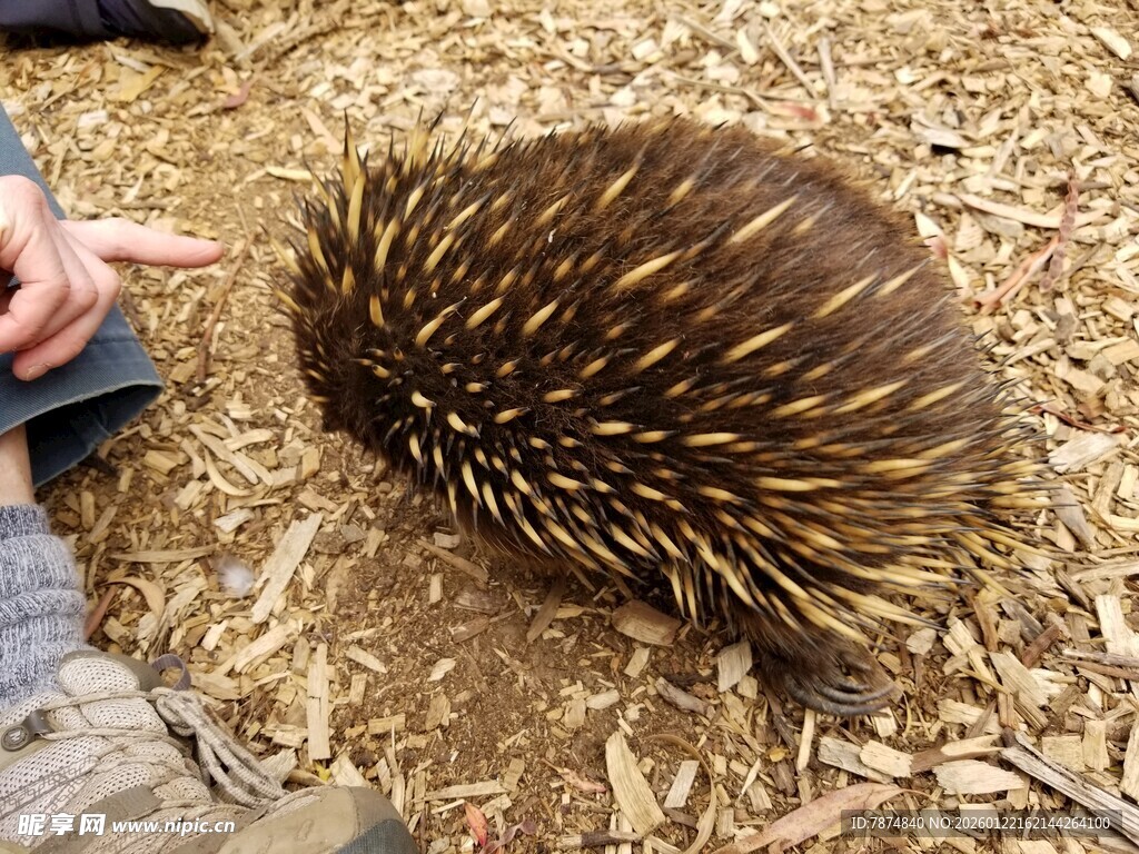 人手指向可爱针鼹