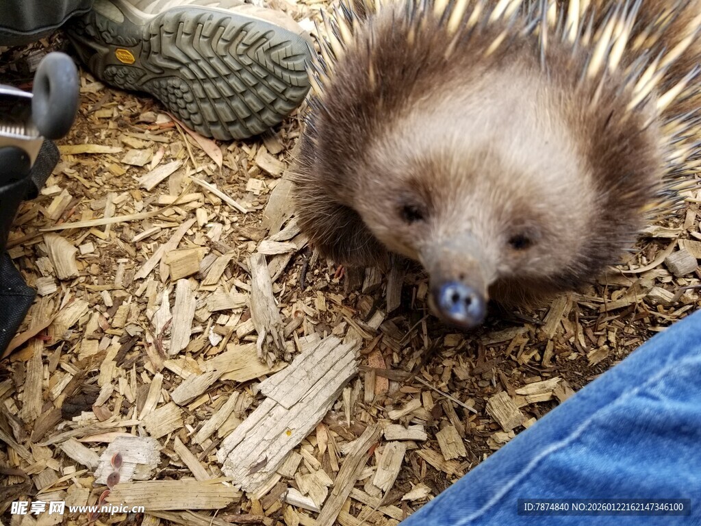可爱小刺猬趴在木屑上