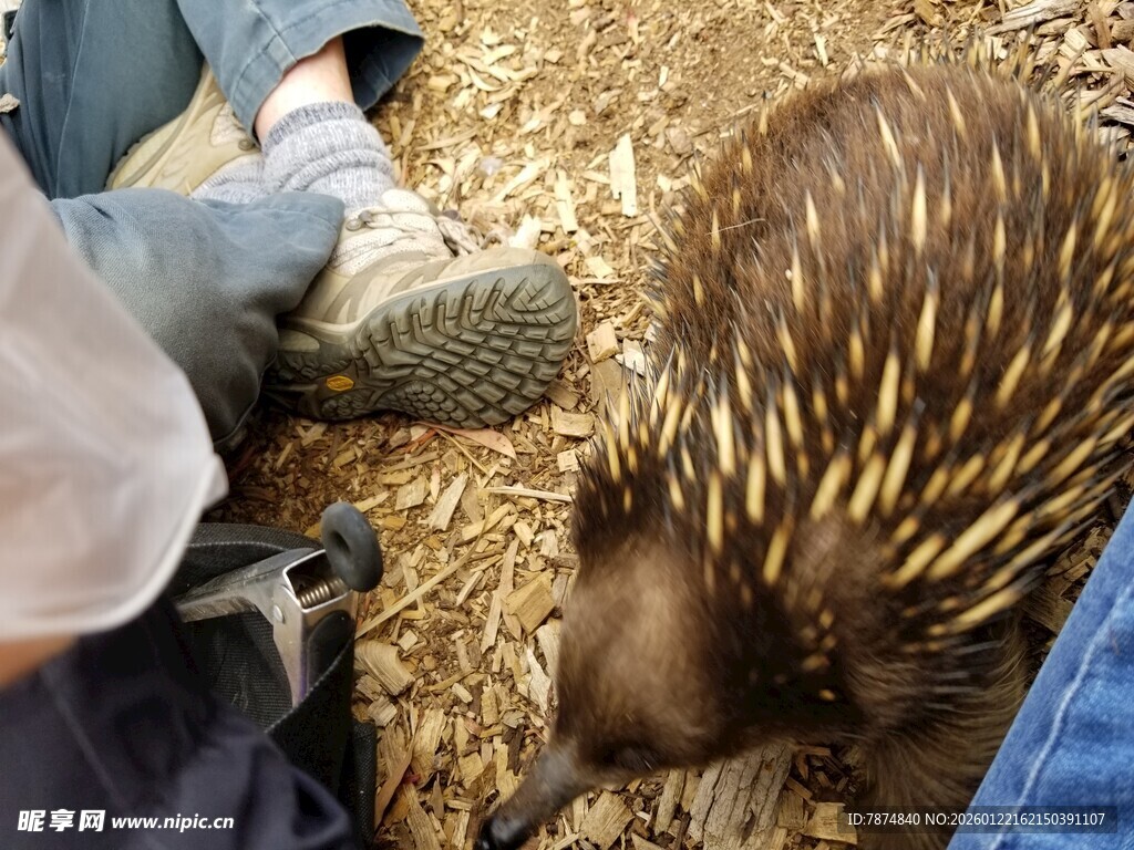 人与针鼹近距离接触场景