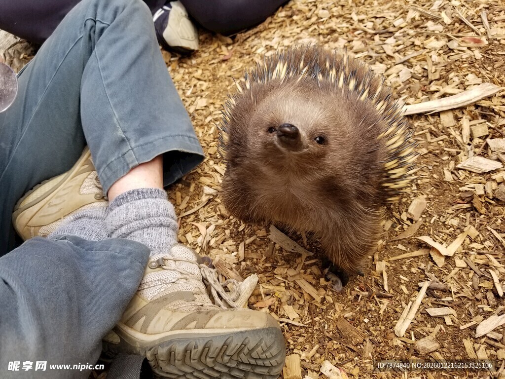 人与小刺猬温馨共处