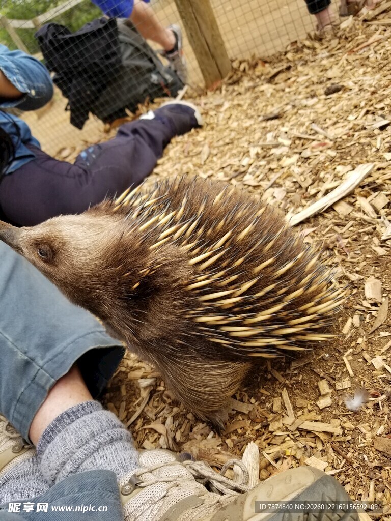 人与刺猬亲密接触瞬间