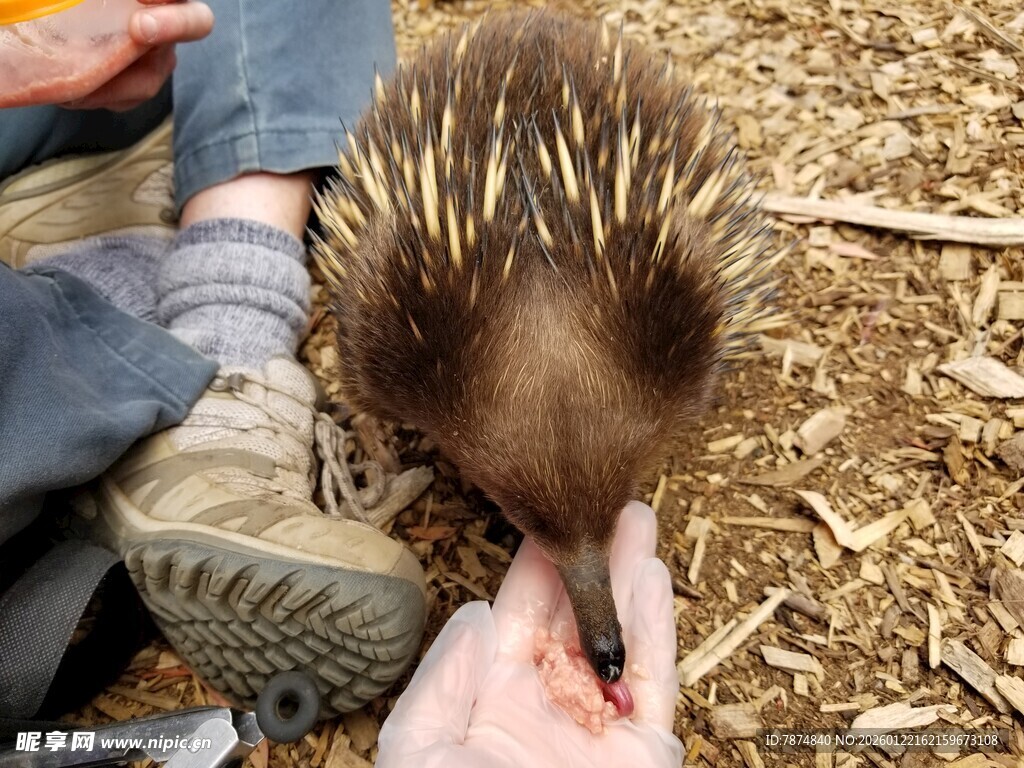 人喂针鼹进食瞬间