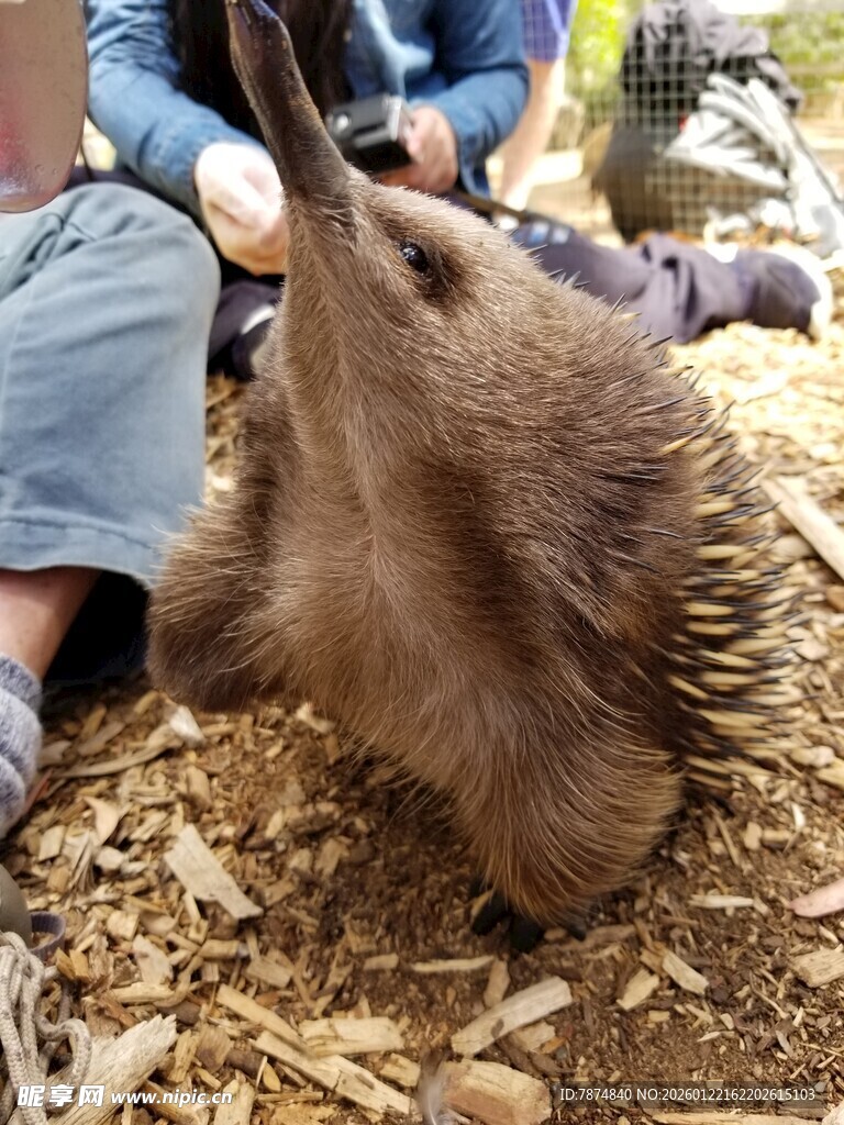 可爱针鼹与人互动瞬间