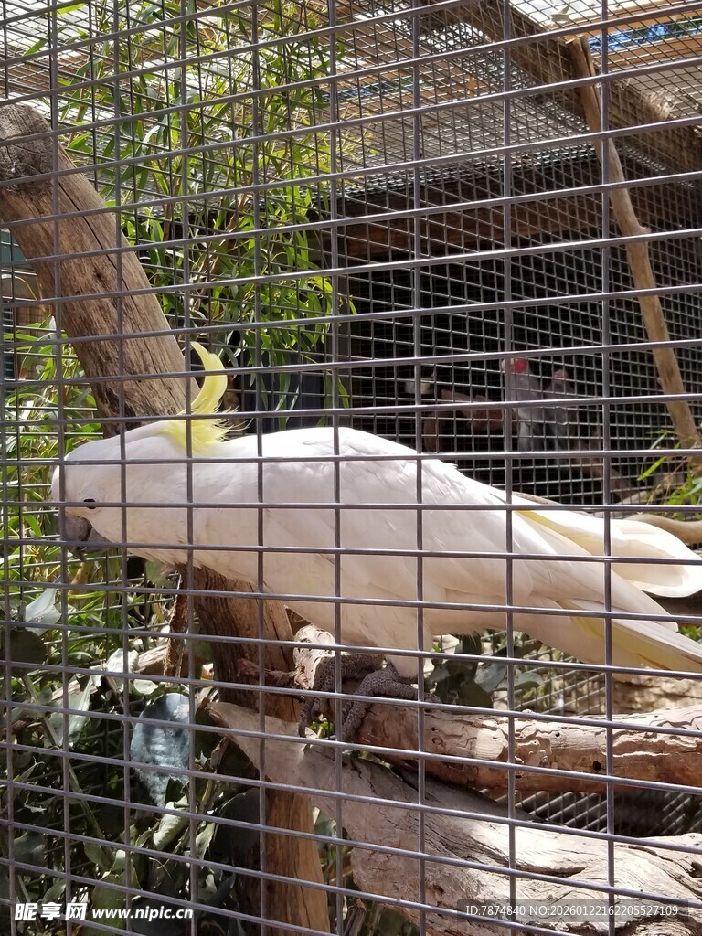 笼中白鹦鹉栖息于树枝间