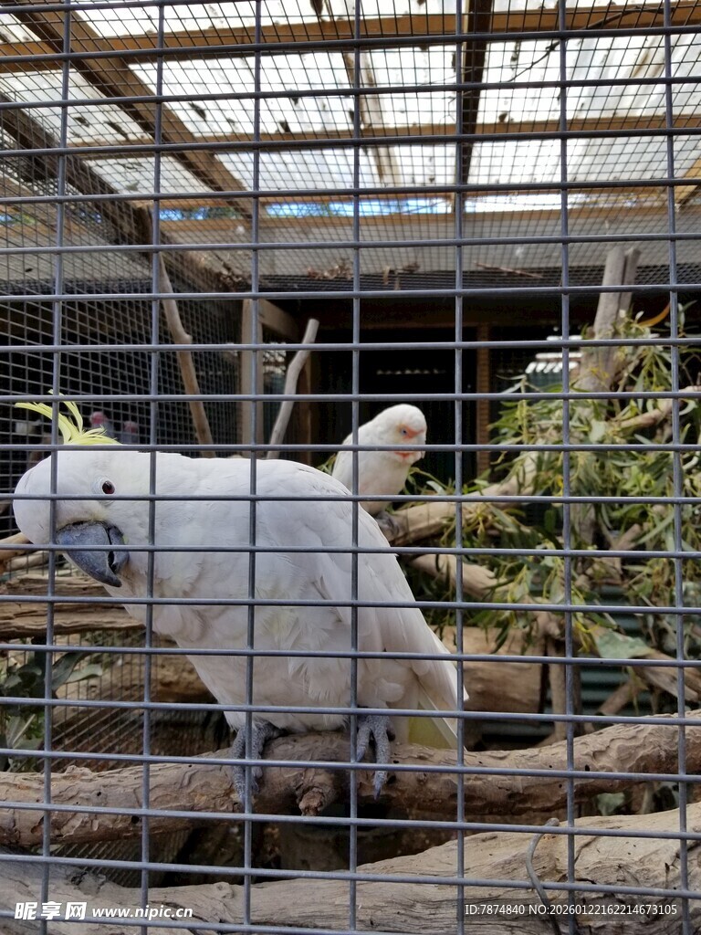 笼中白鹦鹉