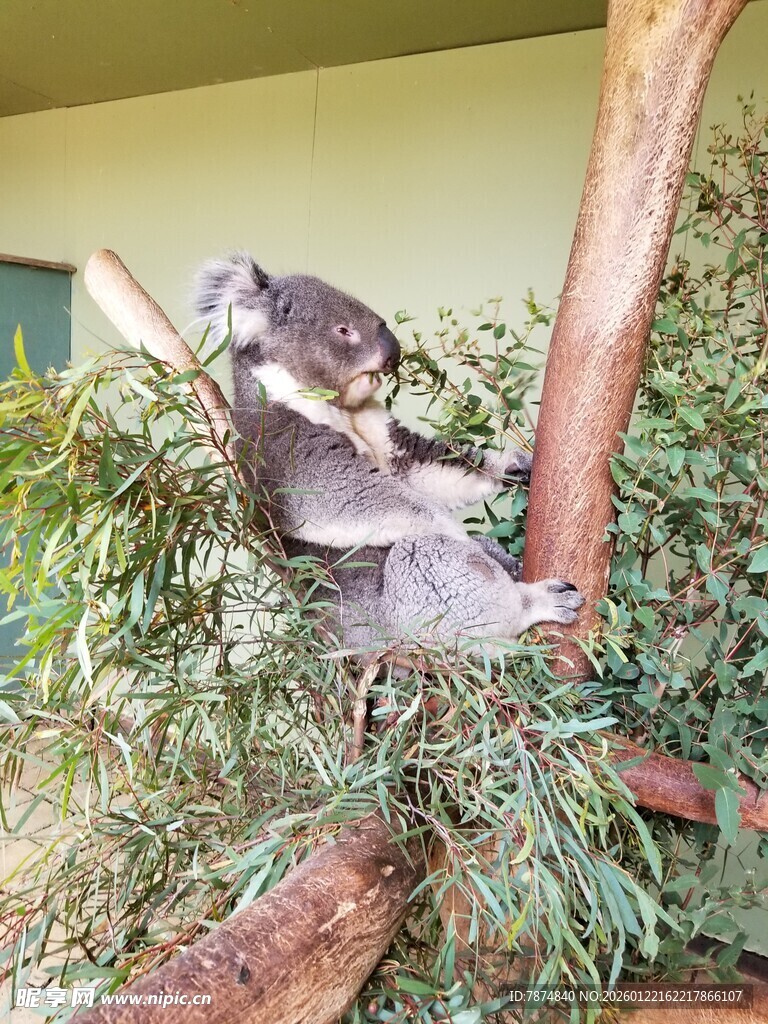 树上憨态可掬的考拉