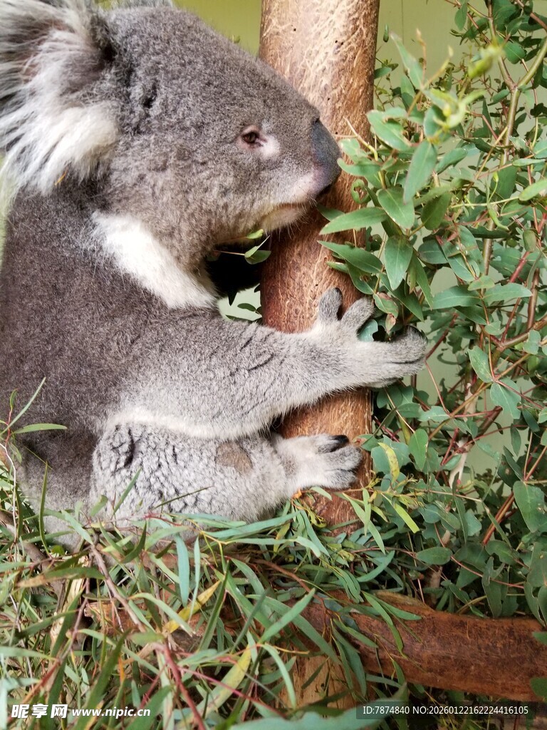 考拉栖息于绿植间