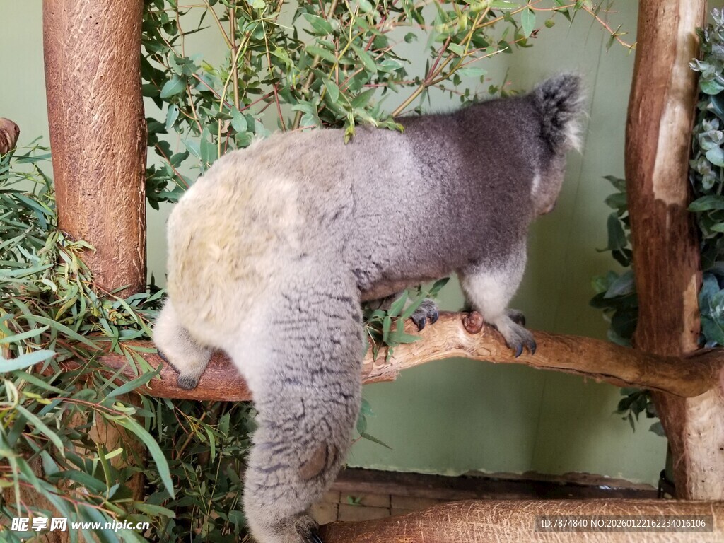 树袋熊攀爬在木架上