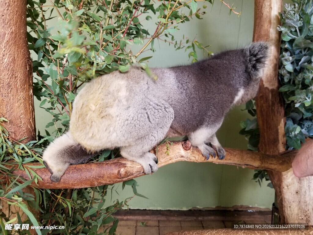 树栖动物在枝头休憩