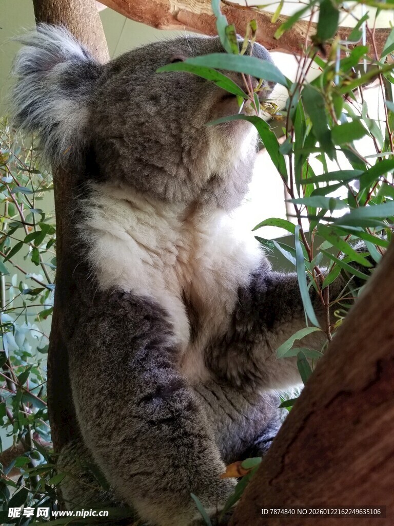 考拉树上进食的温馨瞬间