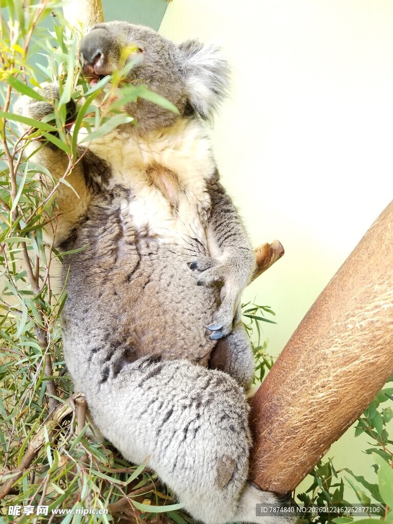 树上酣睡的考拉
