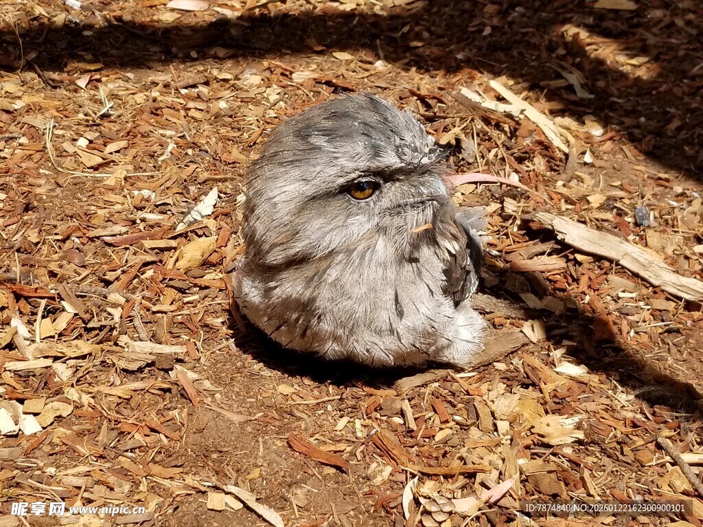 蜷缩在地上的灰色小鸟