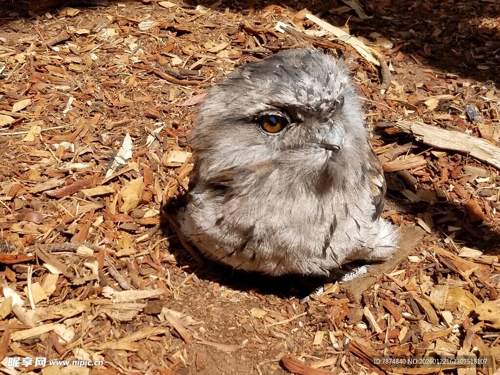 穴居小鸟 呆萌可爱