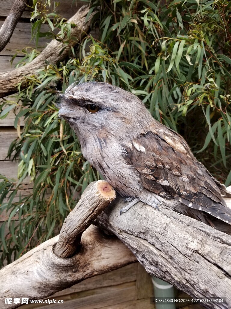 栖息枝头的茶色蟆口鸱