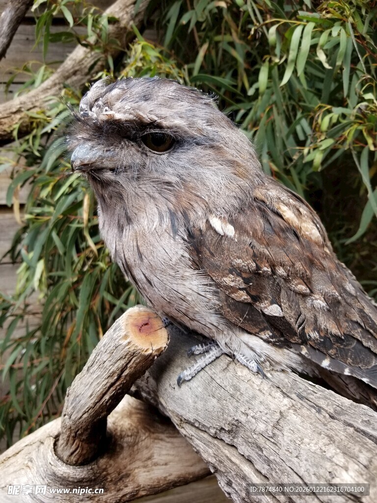 栖息于木枝的茶色蟆口鸱