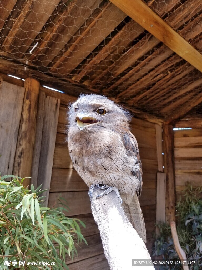 木棚下的猫头鹰