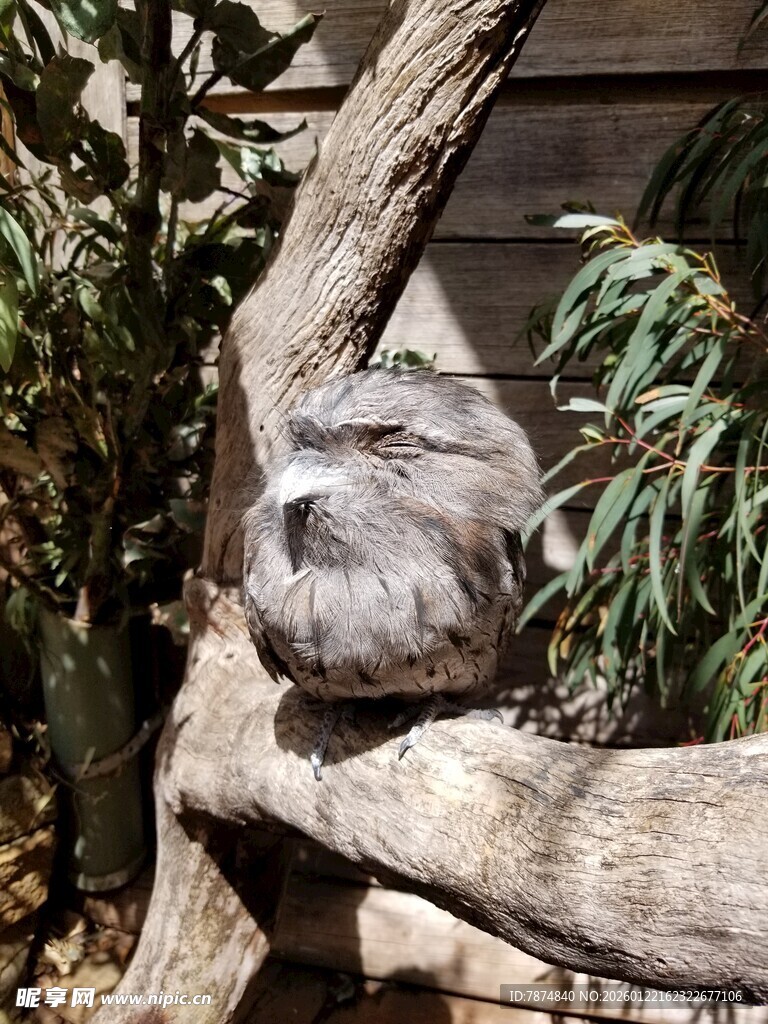 树上休憩的考拉