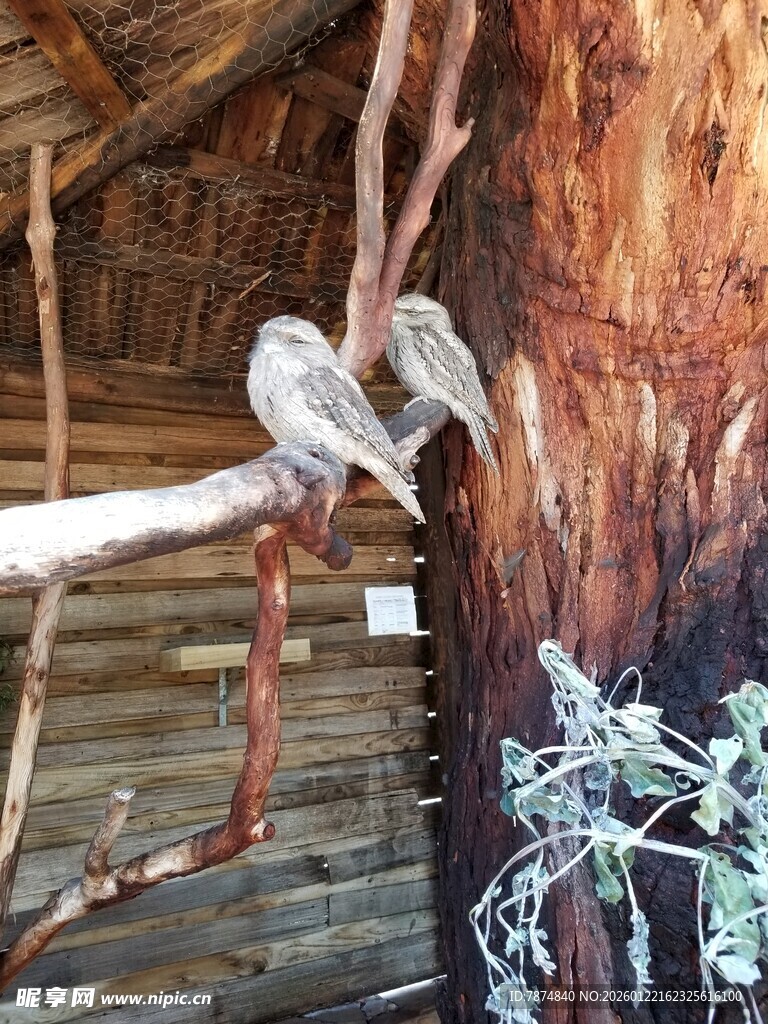 木屋旁栖息的鸟儿