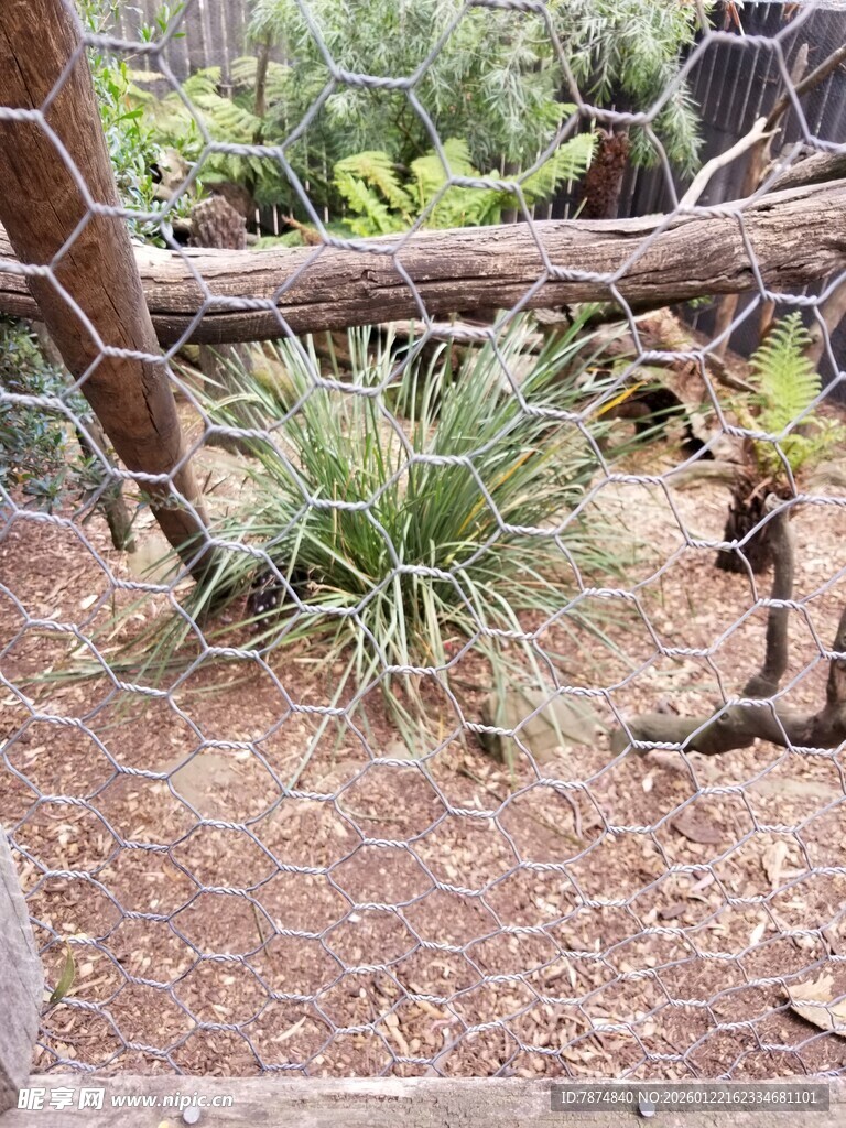 户外绿植与枯木景观