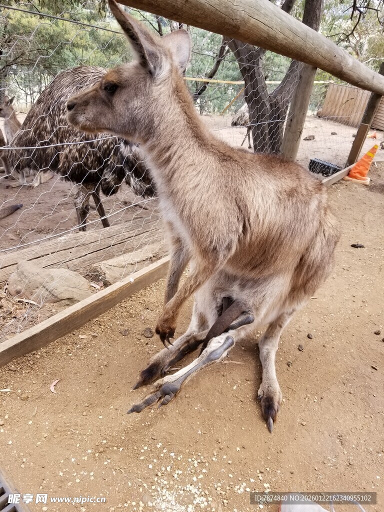 袋鼠跃起瞬间