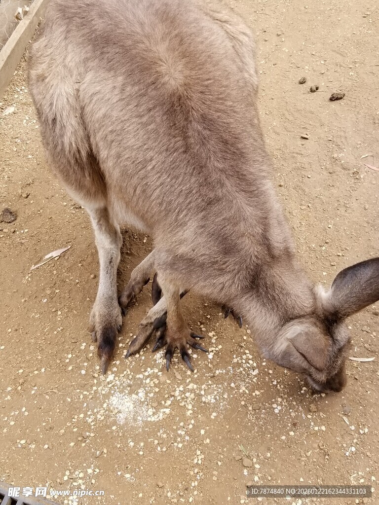 袋鼠低头嗅闻地面