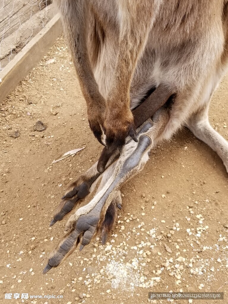 袋鼠展示有力的后腿与爪子